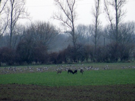 Schwarze Rehe kommen in der weiteren Umgebung �fters vor