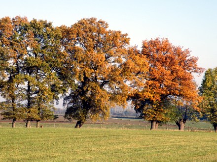  zwei Eichen in der Wesermarsch
