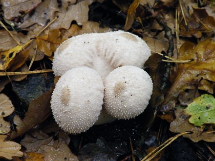 das ist vielleicht der Flaschenst�ubling