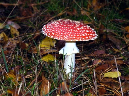 ein Fliegenpilz.