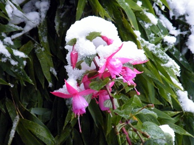  die Fuchsien bl�hen immer noch in diesem Jahr
