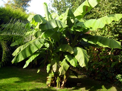 Musa Basjoo, Japanische Faserbanane im zweiten Standjahr in meinem Garten