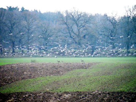 Rehe am Morgen, im Hintergrund fliegen Graug�nse