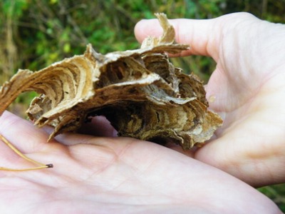 Hauchfein und haltbar: das Material des Hornissen-Nestes.