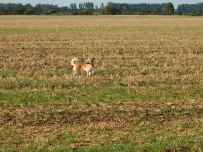 Lola im Stoppelfeld