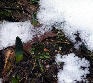Narzissen trieben aus im Schnee
