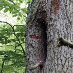 Auf diesem Bild kann man Wächter-Bienen am Baum schoen erkennen.