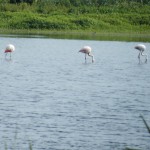 Hier suchen die Flamingos ihre Nahrung, indem sie das Wasser durchfiltern und die Kleinlebewesen verwerten.