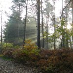 Immer wieder schön: wenn die Morgensonne duch den Wald scheint. Das Bild entstand in der Naehe des Ueberlaufs vom Kraehenmoor am 1. November 2011