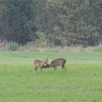 Zwei der zahlreichen Rehe auf einem Feld am Rande des Waldgebiets Kraehe bei Nienburg