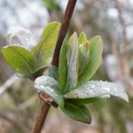 Das einheimische Waldgeissblatt steht prakrisch den ganzen Winter in den Startloechern. Aber hier ist schon ein bisschen darueber hinaus.