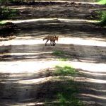 Ein Fuchs überquert einen der sandigen Waldwege