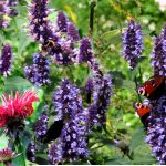 Agastache rugosa - ein absoluter Magnet für Schmetterlinge, Hummeln und andere Blütenbesucher
