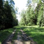 Der so genannte "Uelzener Stadtweg" führt durch den Wald von Hagen nach Zittel, von wo man auf der B4 zur Stadt Uelzen fahren kann